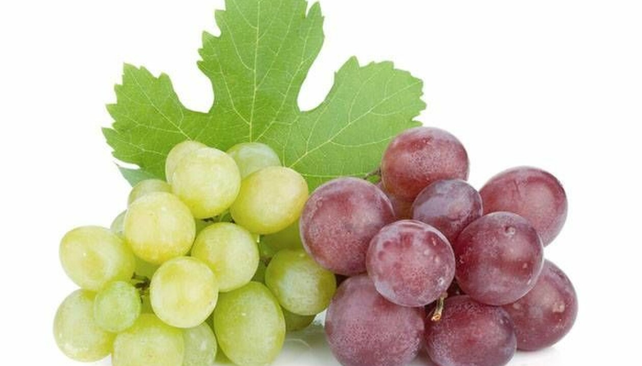 Gröna och röda vindruvor med blad bakom.
