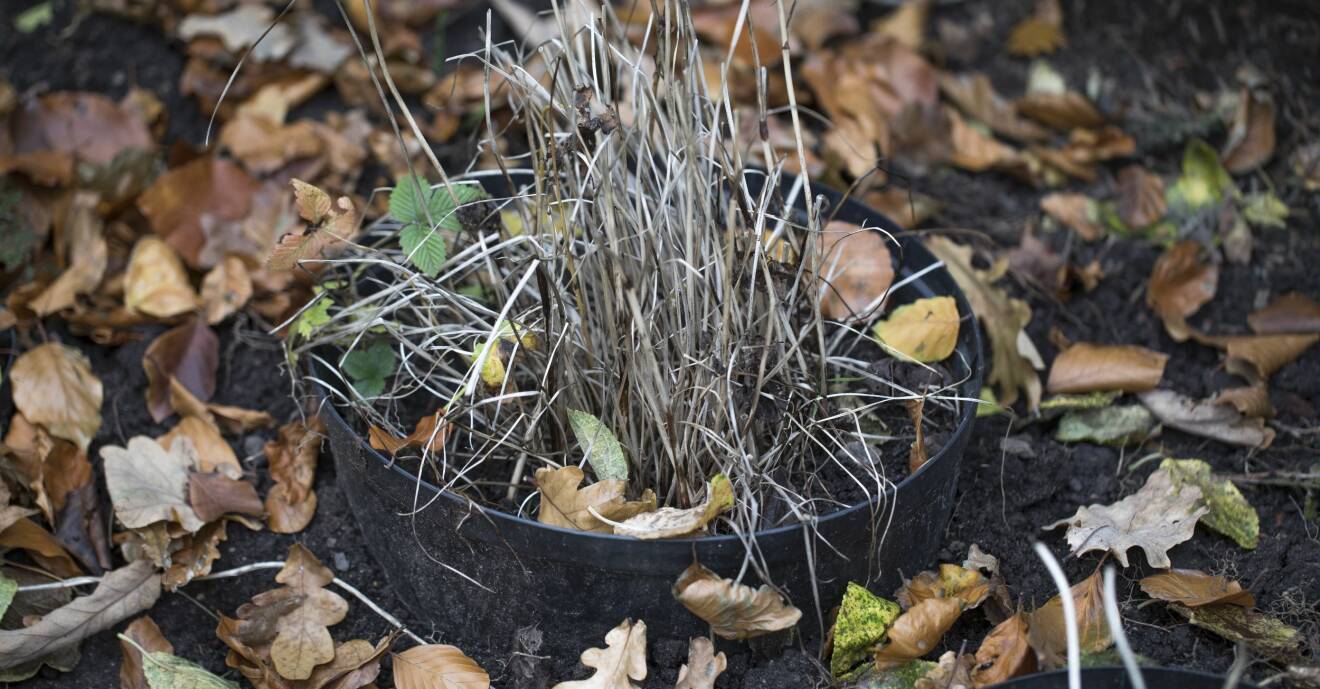 En nedgrävd kruka gör så att växterna klarar kölden i vinter bättre.