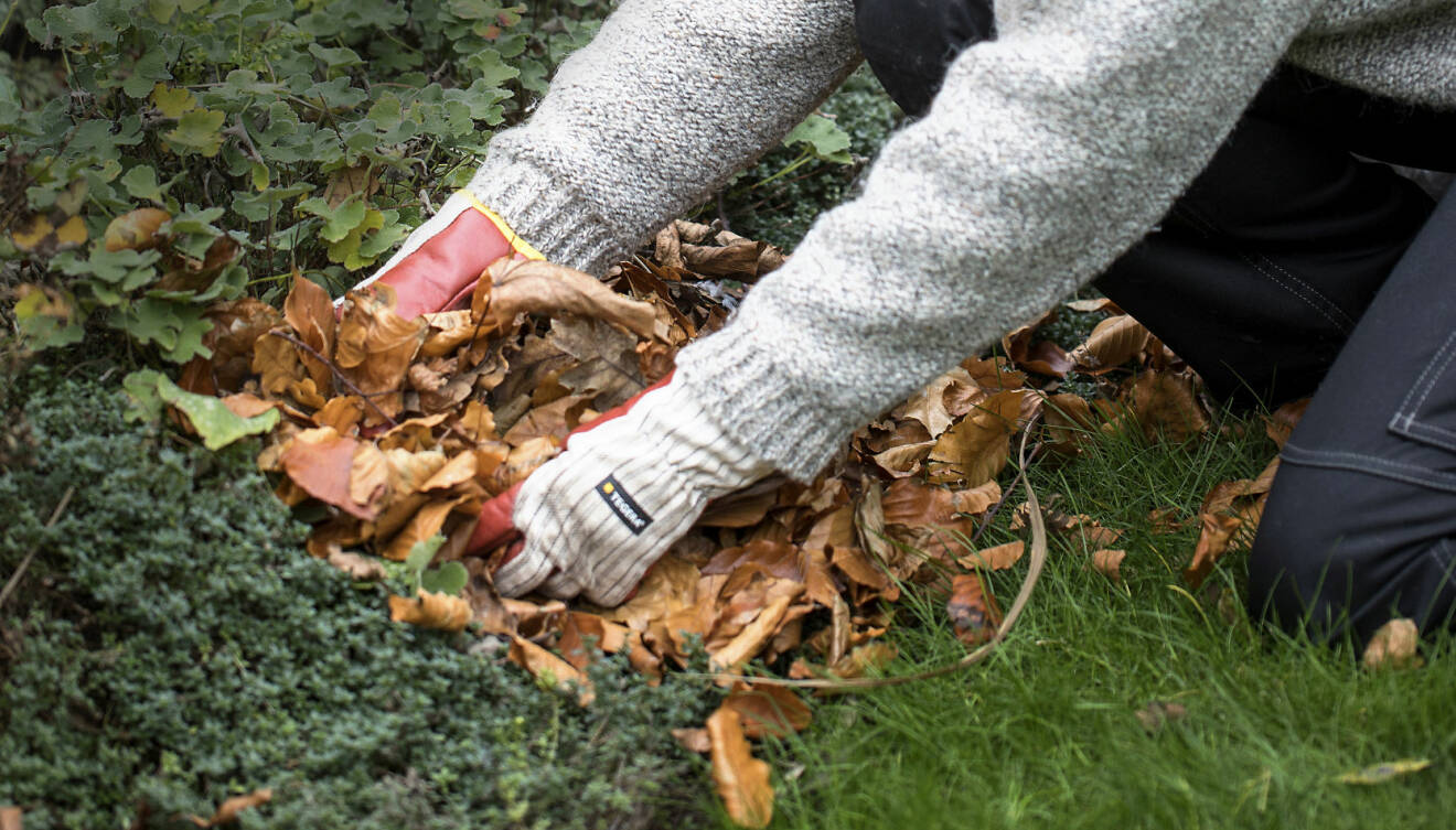 Anni Jähde använder trädgården nedfallna löv för att skydda växter under vintern.