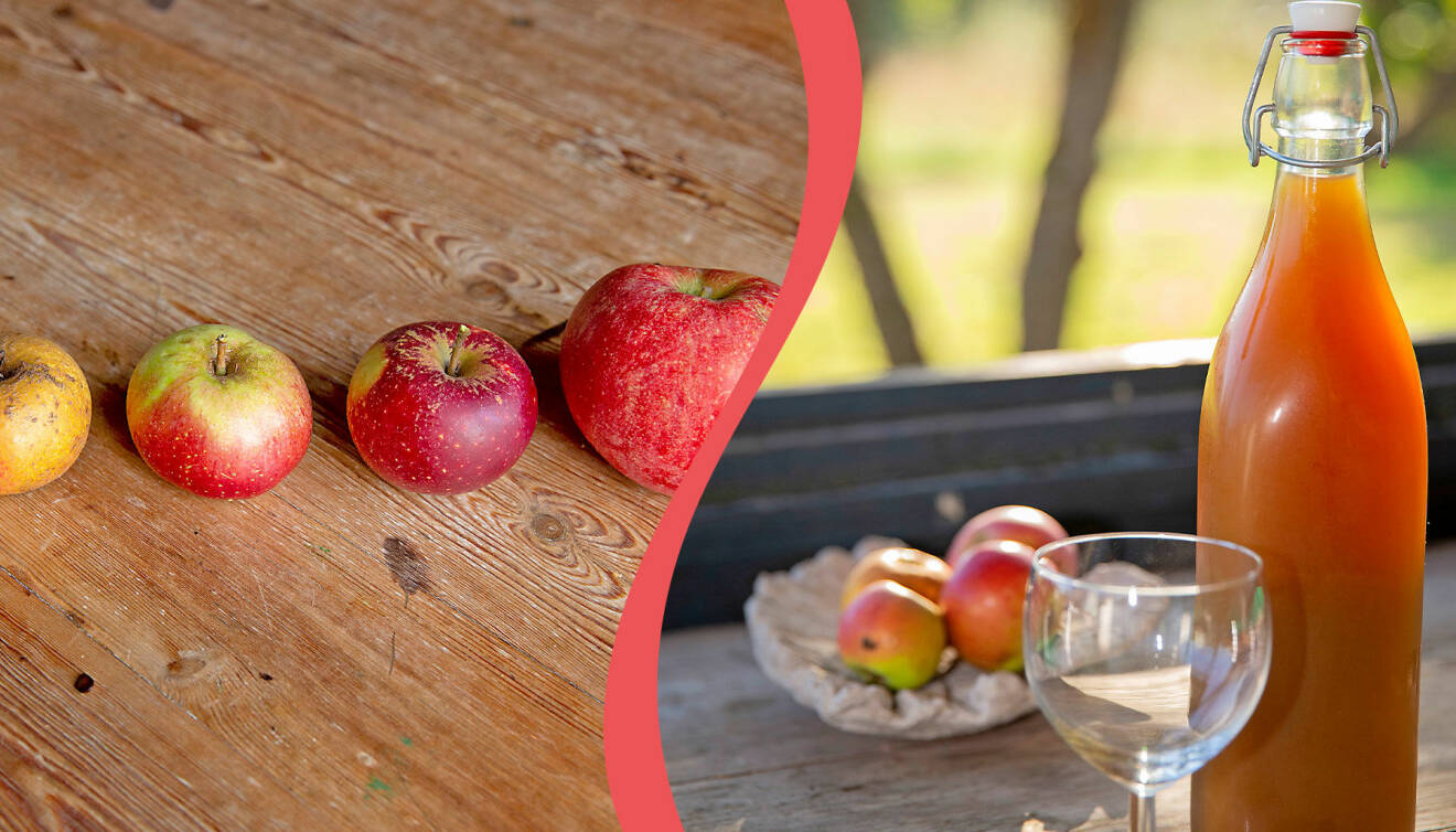 Delad bild. Till vänster: De äpplen vi valt till vår hemgjorda äppelmust. Till höger: Den färdiga musten i glasflaska.