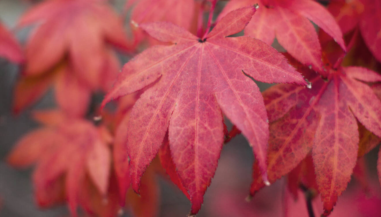 Den japanska lönnens röda blad lyser i höstmörkret.