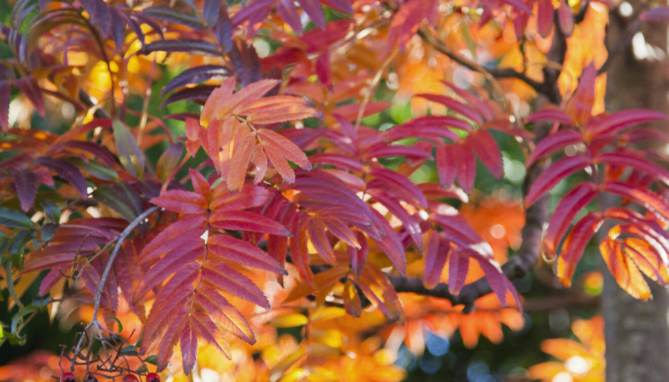 Ullungrönnens frodiga bladverk lyser på hösten.
