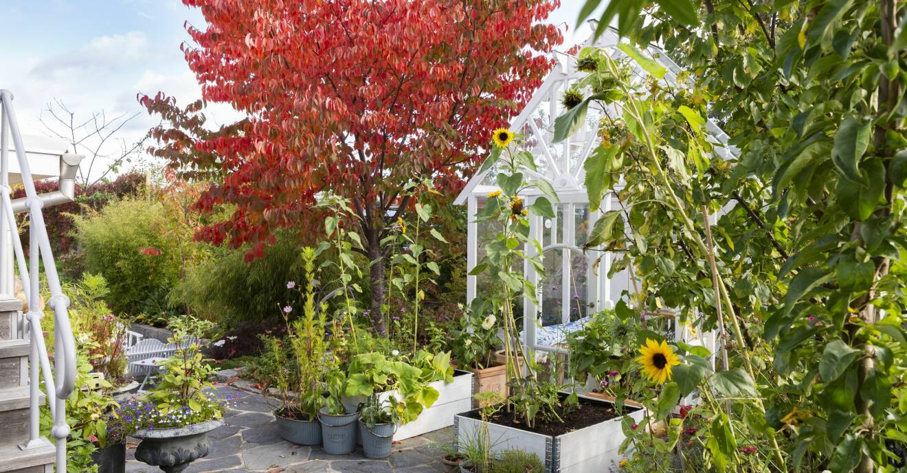 Magiska höstträd samsas med solrosor och växthus i Josefinas vackra trädgård.