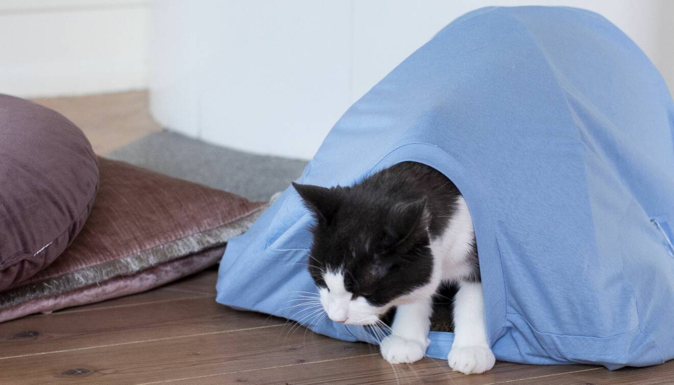 En katt som tittar ut ur sitt kattält som husse eller matte gjort på egen hand med vår enkla DIY-guide.