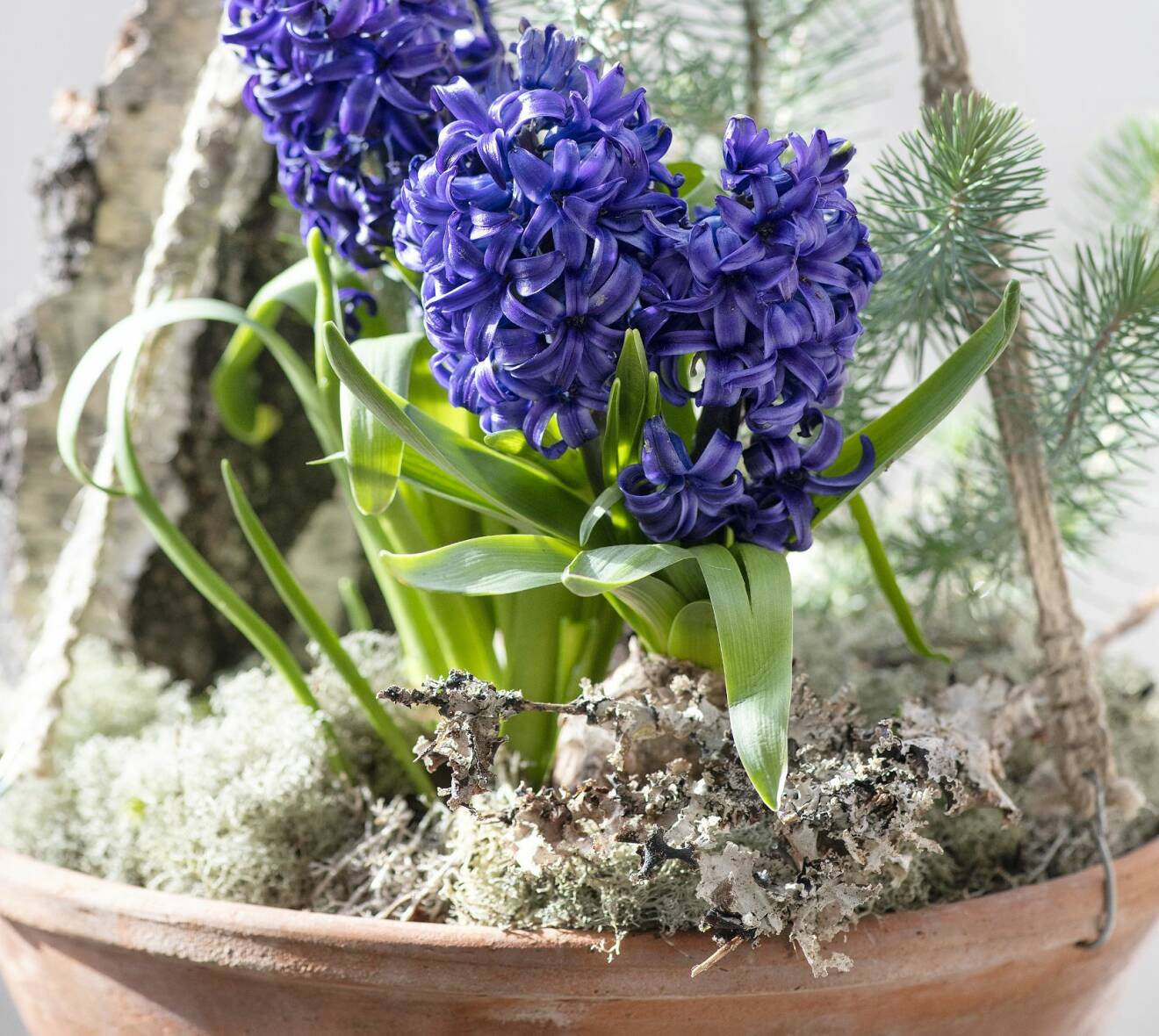Ampel med blå hyacinter.