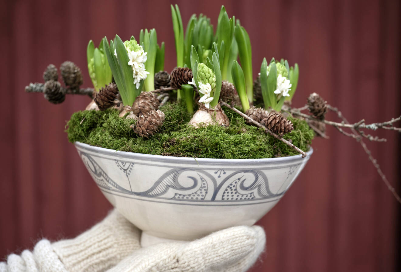 Hyacint planterad med mossa och kottar i en gammal skål.