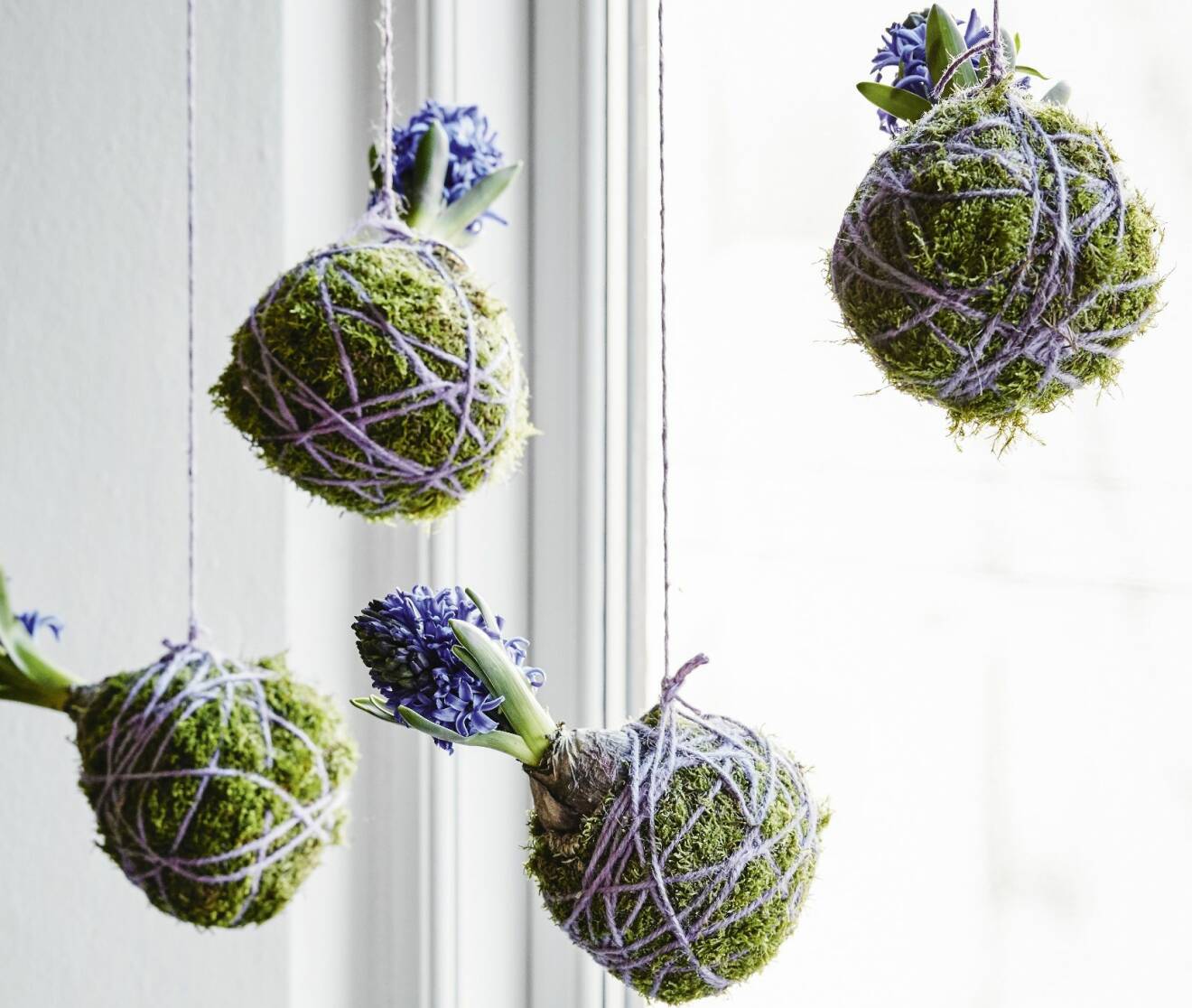 Kokedama med hyacinter hängande i fönster.