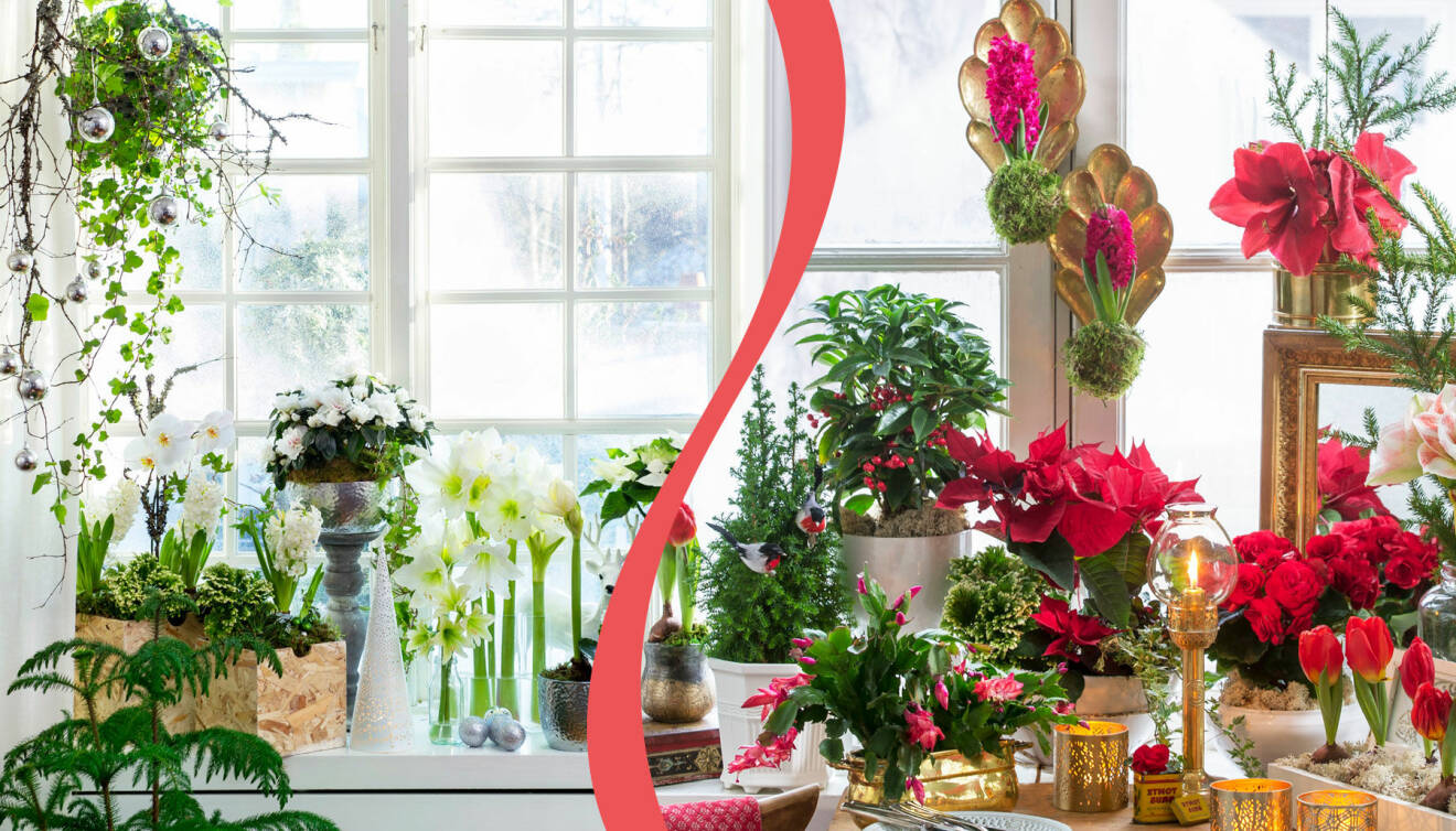 Två olika vackra fönster till jul. Till vänster: Modernt med vita blomsterarrangemang. Till höger: Klassiska röda julblommor i fönstret.