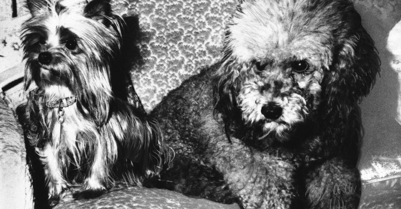 Richard Nixons hundar Pasha och Vicky.
