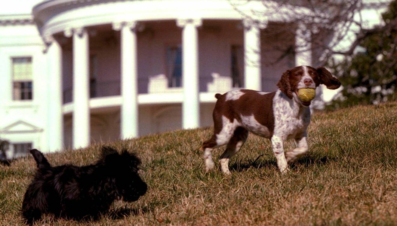 George W. Bushs hundar Barney och Spot.