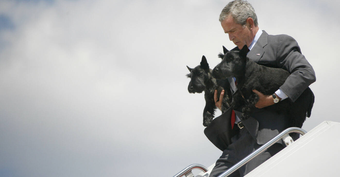 George W. Bush med sina hundar Barney och Miss Beazley.