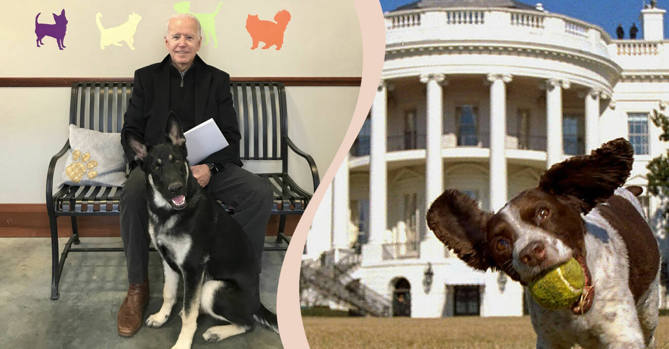 Joe Biden med sin hund och en annan hund framför vita huset.