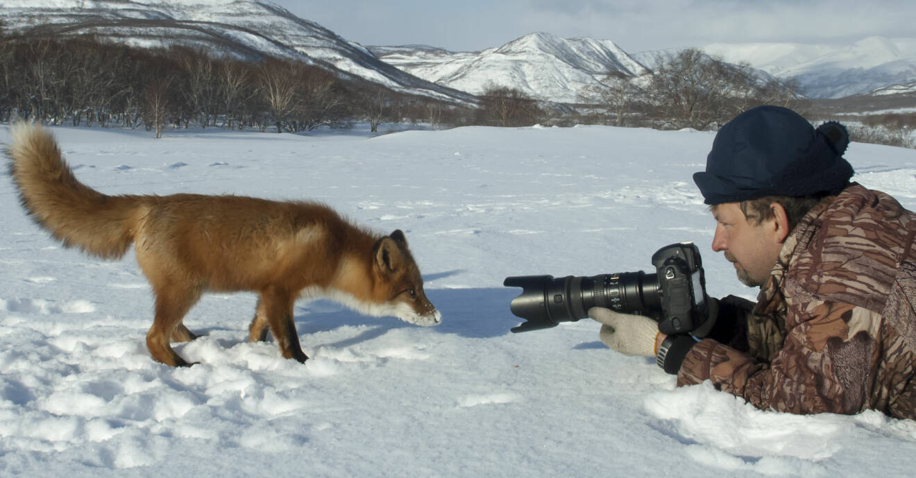 Fotograf med en räv framför kameran i snölandskap.