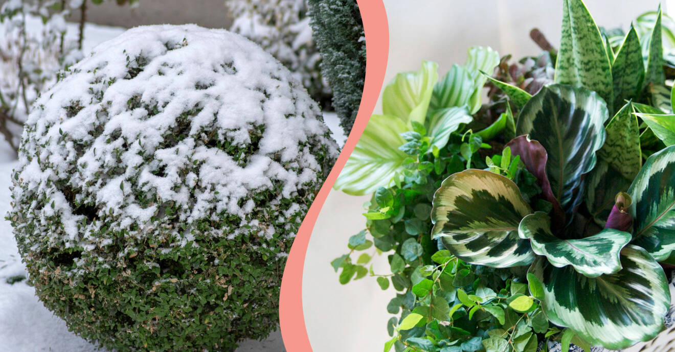 Delad bild. Till vänster: Buxbom under snö. Till höger: Gröna och trendiga krukväxter.