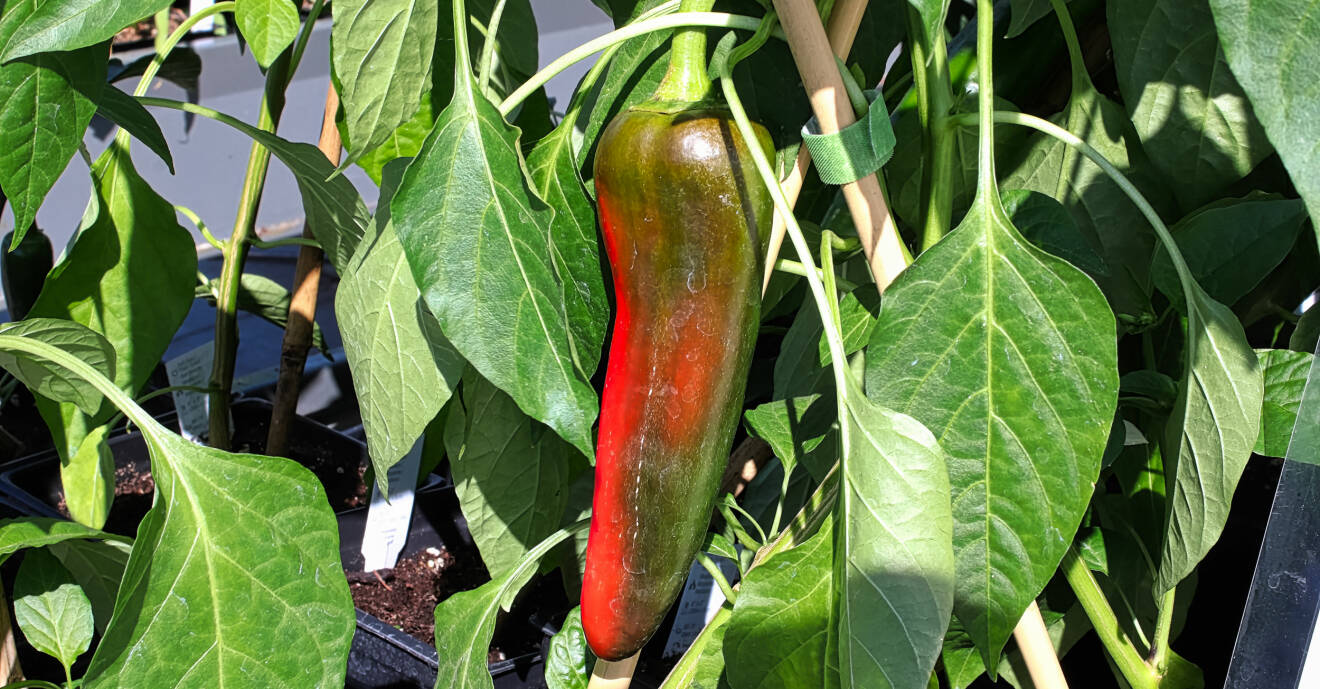 En Anaheim chili på plantan håller på att bli röd.