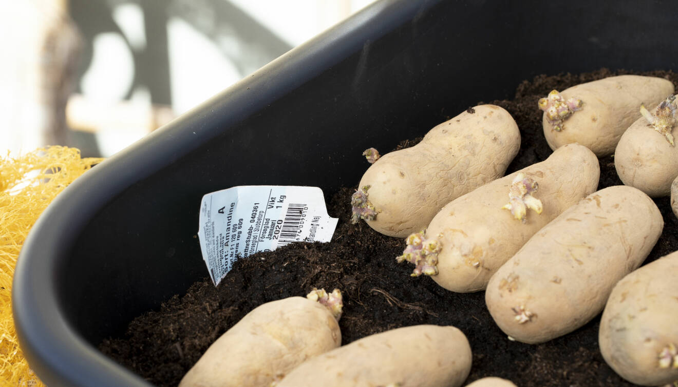 Stoppa ner etiketten i tråget så du inte glömmer vilken sorts potatis det är.