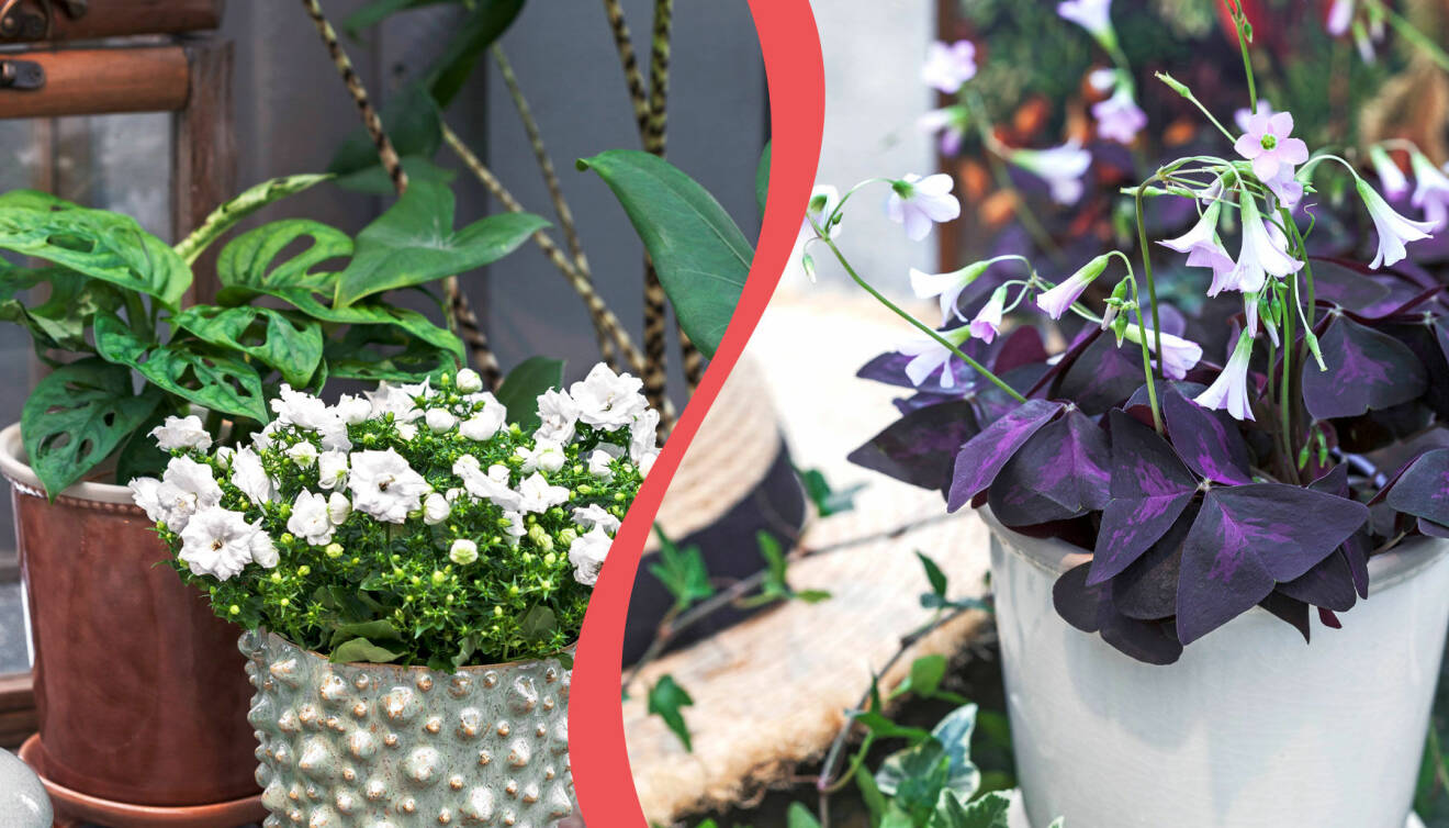 Två olika förslag på hur du kan kombinera blommande växter med gröna blad i fönsterkarmen på våren.