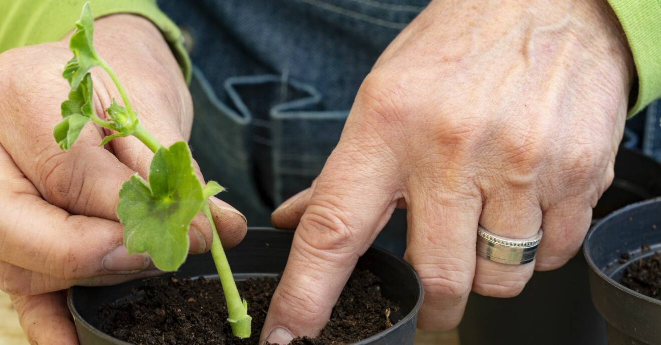 Plantera pelargonsticklingar i luftig såjord.