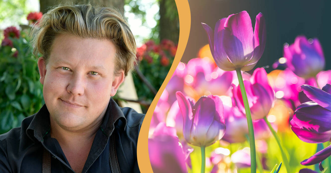Delad bild. Till vänster syns Karl Fredrik Gustafsson i sin handelsträdgård på Österlen och till höger syns en tulpanrabatt i full blom.
