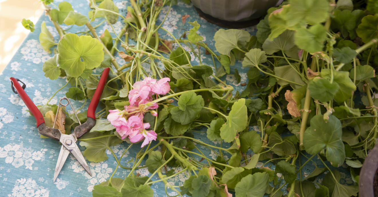 Ibland har pelargonerna hunnit börja blomma innan beskärningen. Ta mod till dig och klipp bort dem – en beskuren pelargon kommer att ge dig så många fler.