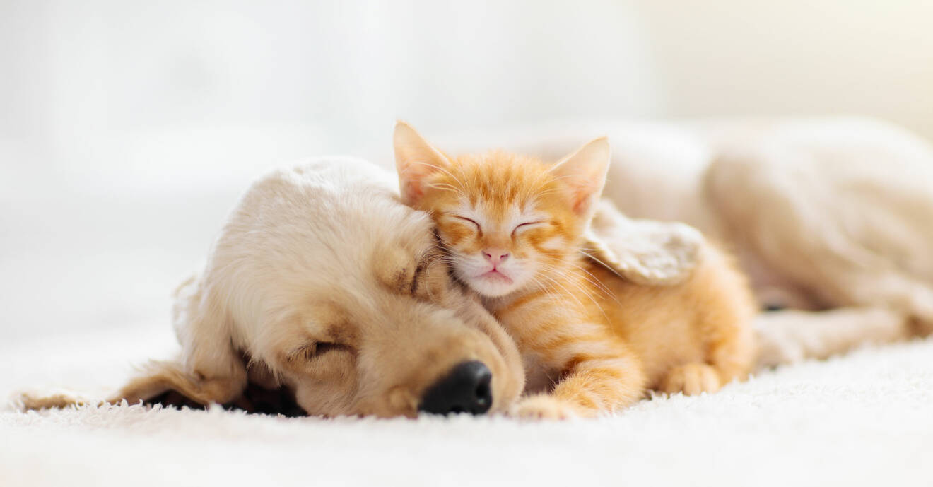 Hund och katt sover tillsammans.