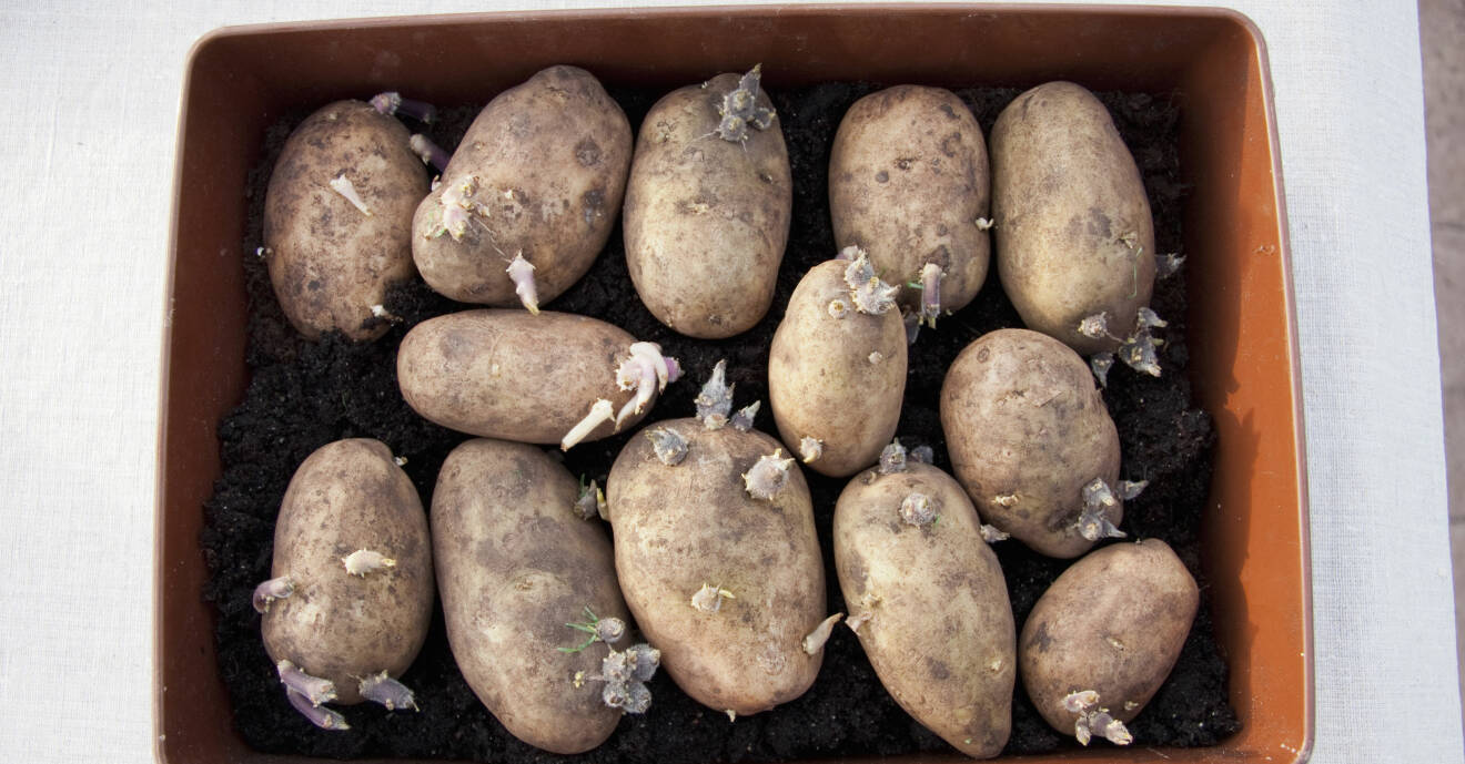 Förgro potatisen i en låda för en tidigare skörd.