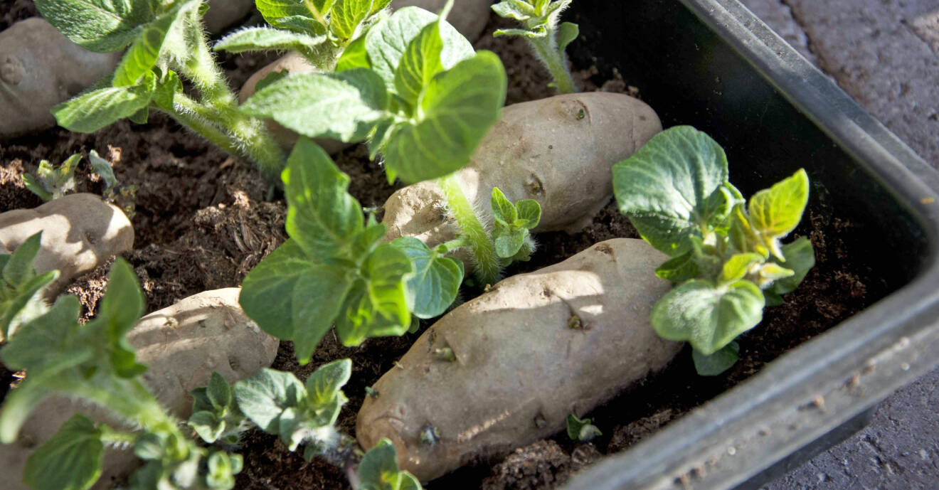 Potatis förgror i jord i mars-april.
