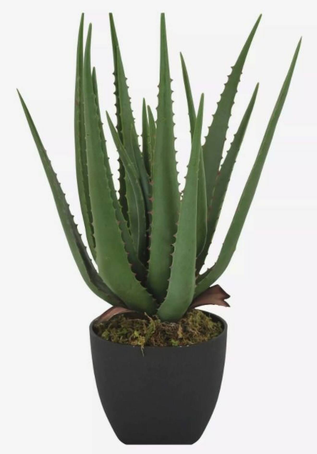 Krukväxt Aloe Vera med tjocka högt växande blad med taggar.
