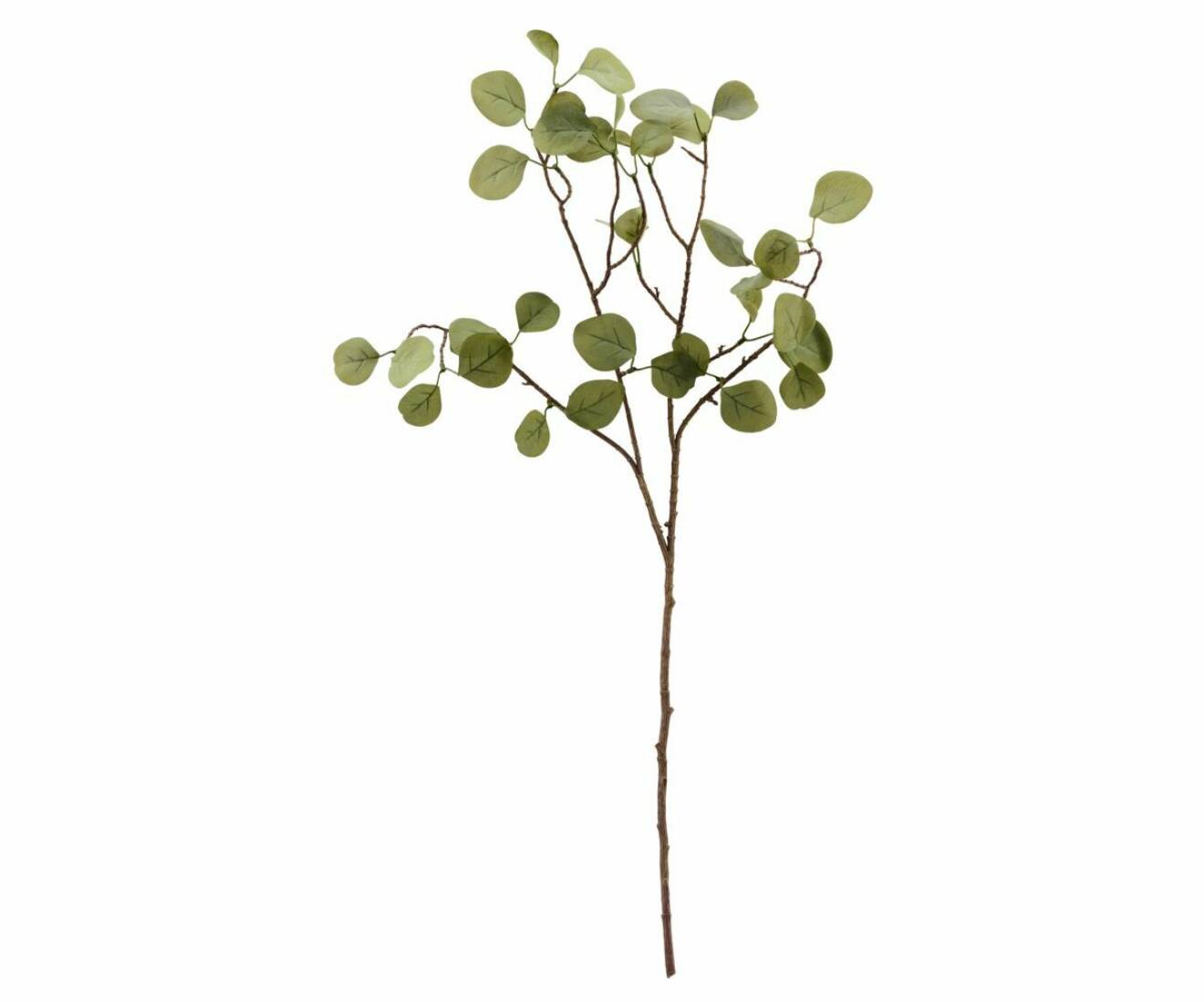 En kvist med Eucalyptusblad, konstväxt.