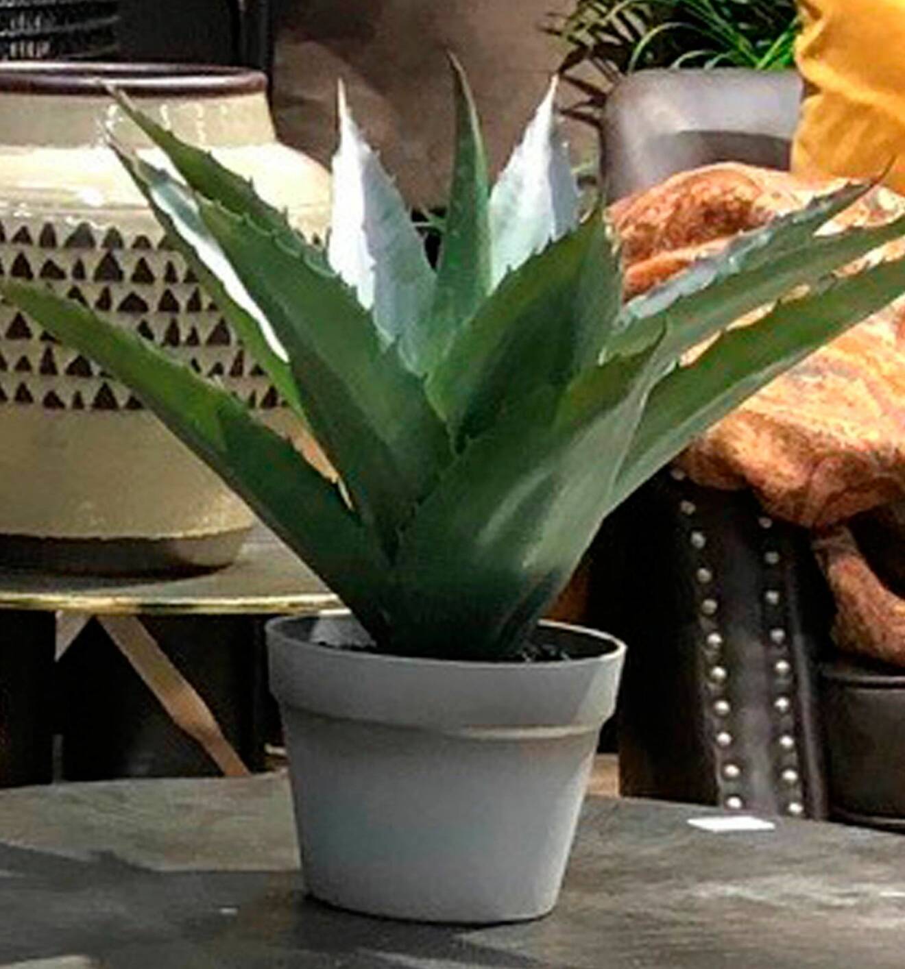 Konstväxt Aloe Vera med yviga taggkantade blad.