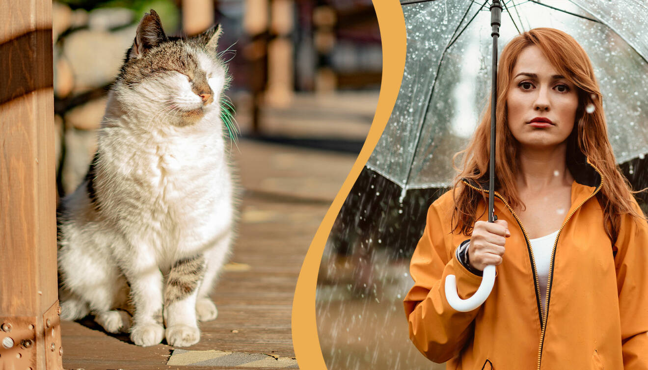 En katt sitter och blundar mot solen utomhus. En kvinna med genomskinligt paraply ser ledsen ut i regnoväder.