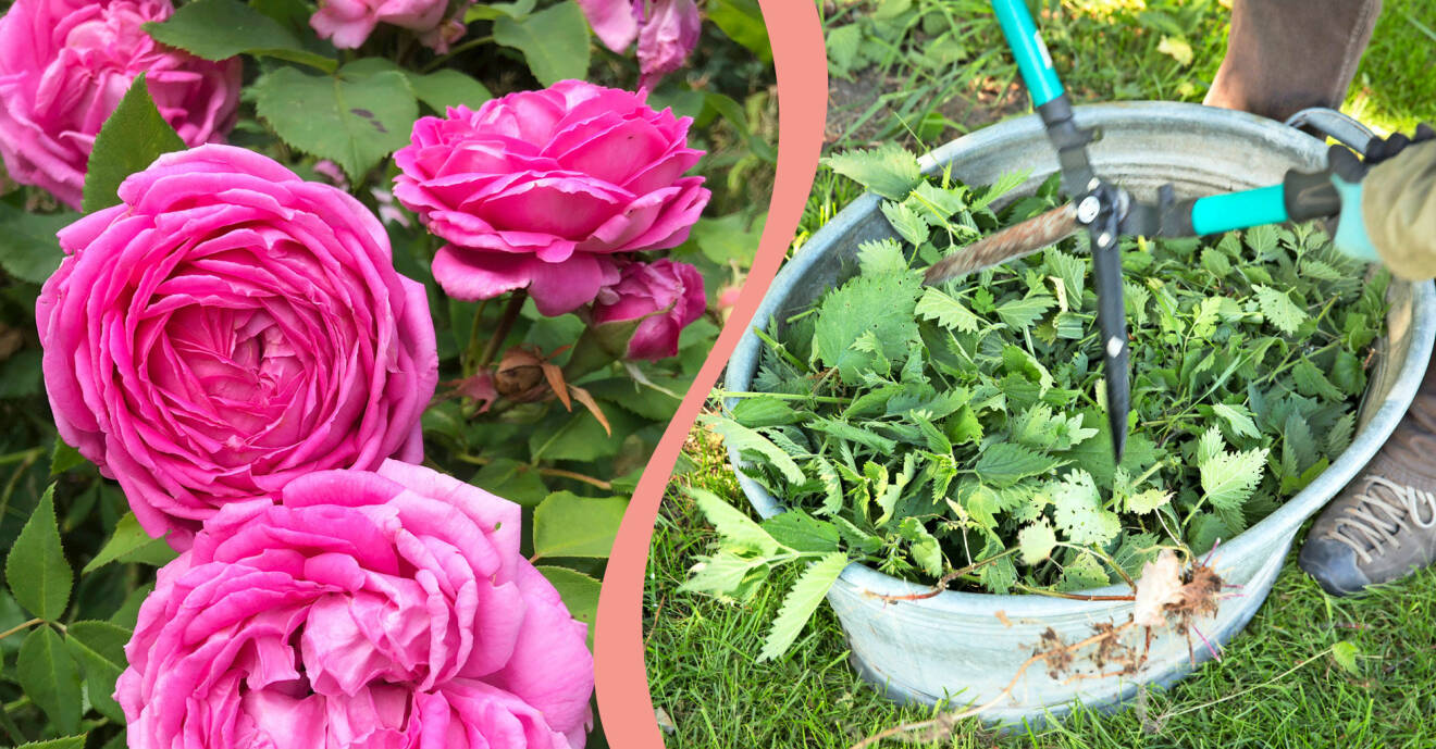Delad bild. Till vänster: Blommande rosor. Till höger: Nässlor som ska bli näringsvatten i maj och juni.