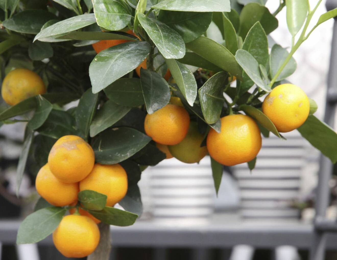 Citrusväxter trivs i våra uterum. Här syns ett apelsinträd.