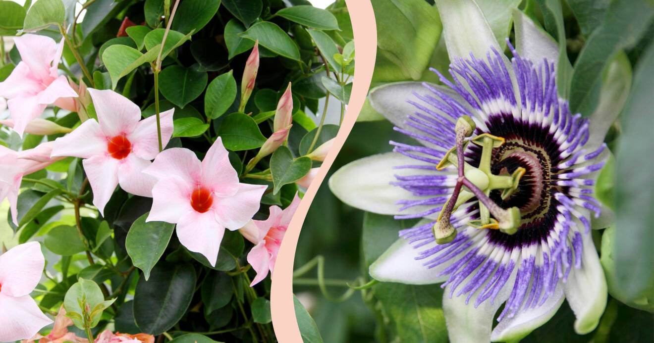 Delad bild på blommor som trivs i uterum. Till vänster: Bägarranka. Till höger: Passionsblomma.