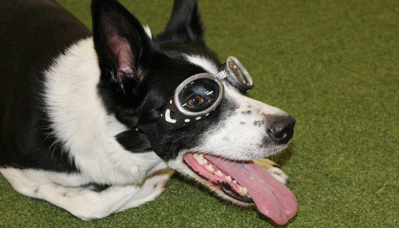 Ulla i sina specialgjorda hundglasögon. Det är från början hundsolglasögon som sedan fått anpassade linser med rätt styrka för hundens närsynthet.