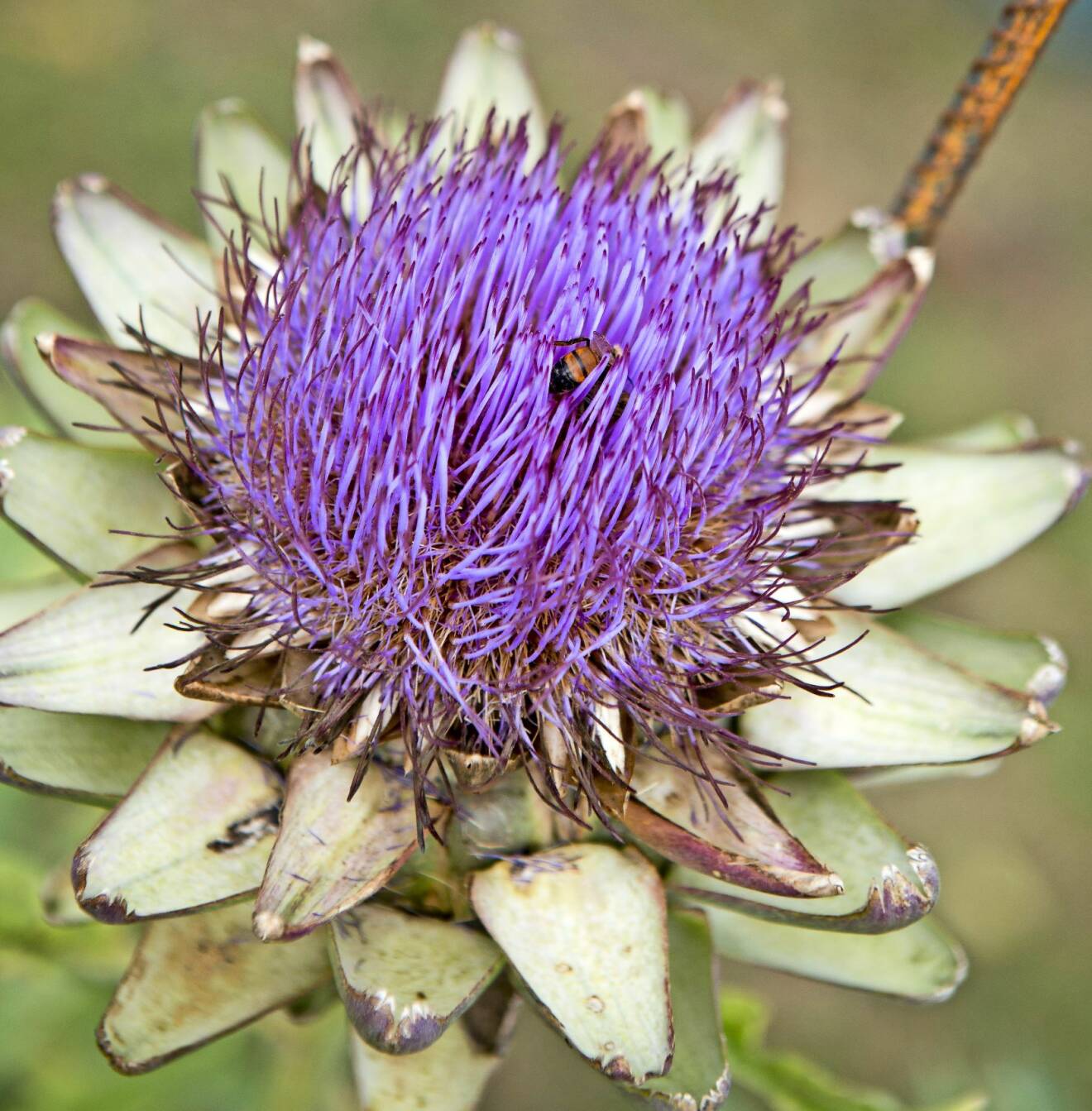 En blommande kronärtskocksblomma drar till sig pollinatörer.