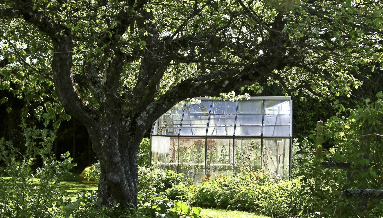 Ett rent odlingshus i ett trädgård.
