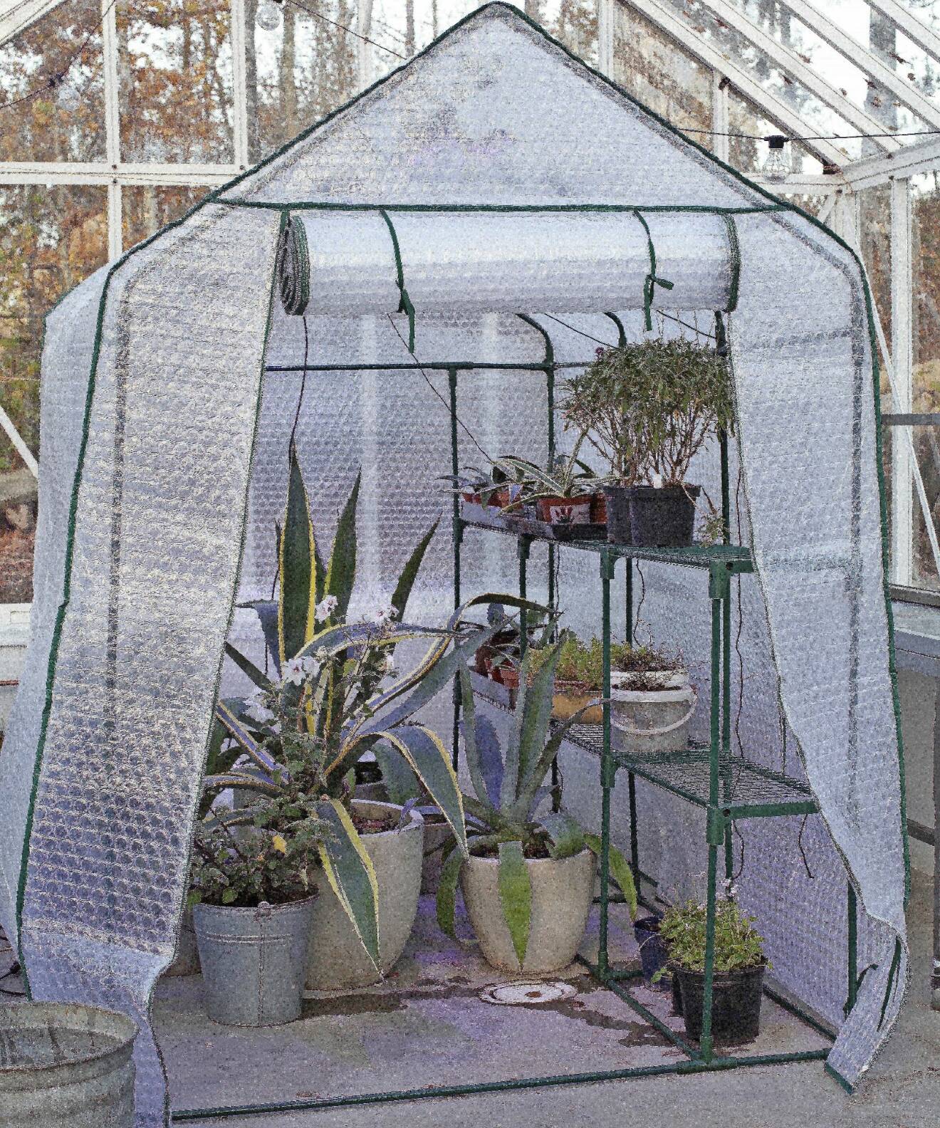 Placera känsliga växter i ett tält av bubbelplast i växthuset på vintern.