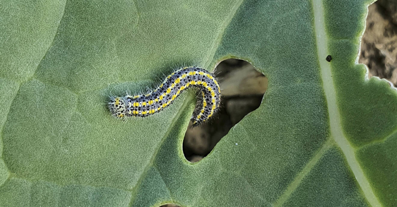 En larv äter igenom ett blad.