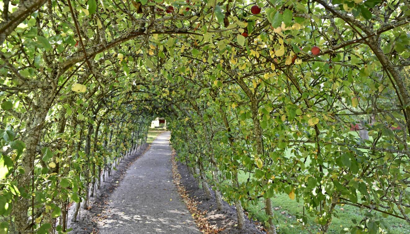 Äppelträdstunneln på Julita Gård utanför Katrineholm.