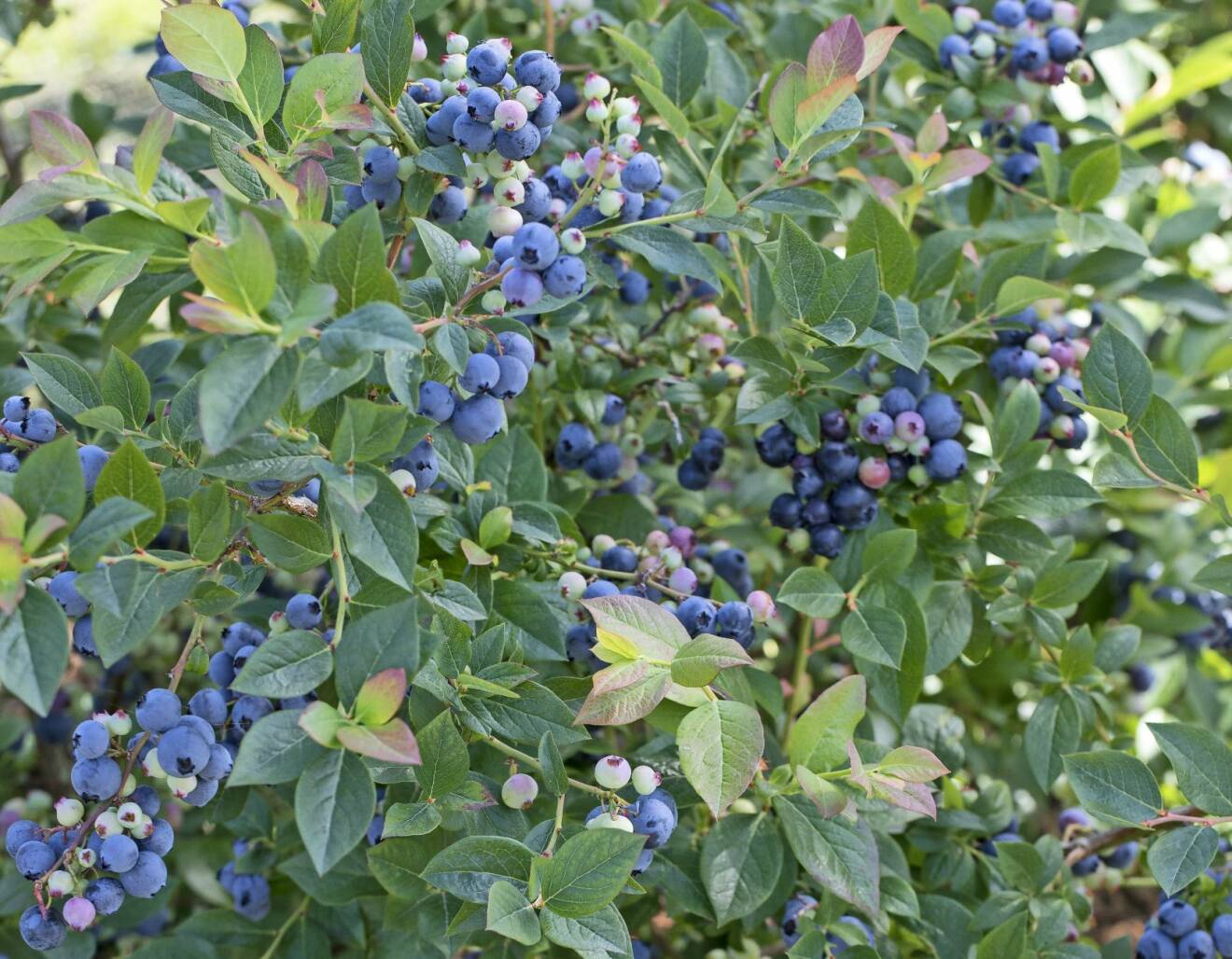 Blåbärsbuske odlad i kruka.