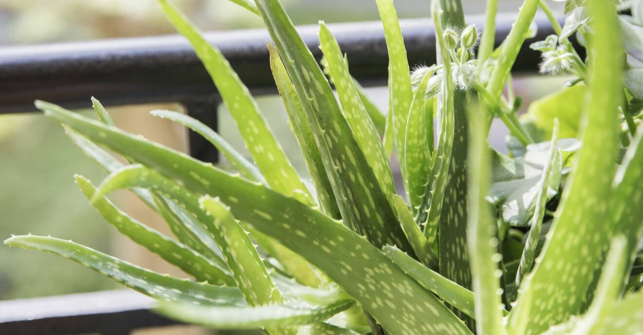 Aloe vera är enkelt att sköta i balkonglåda.