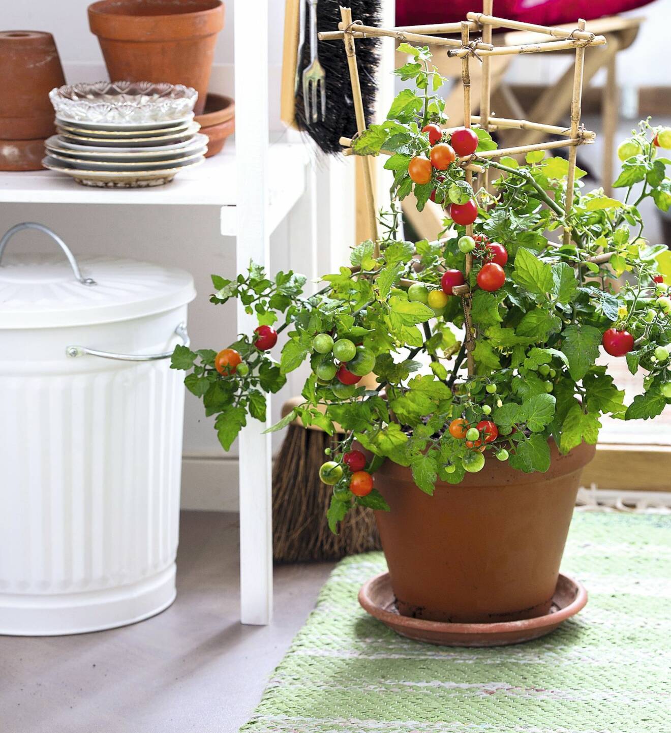 Det är enkelt att odla tomater även på en liten balkong.