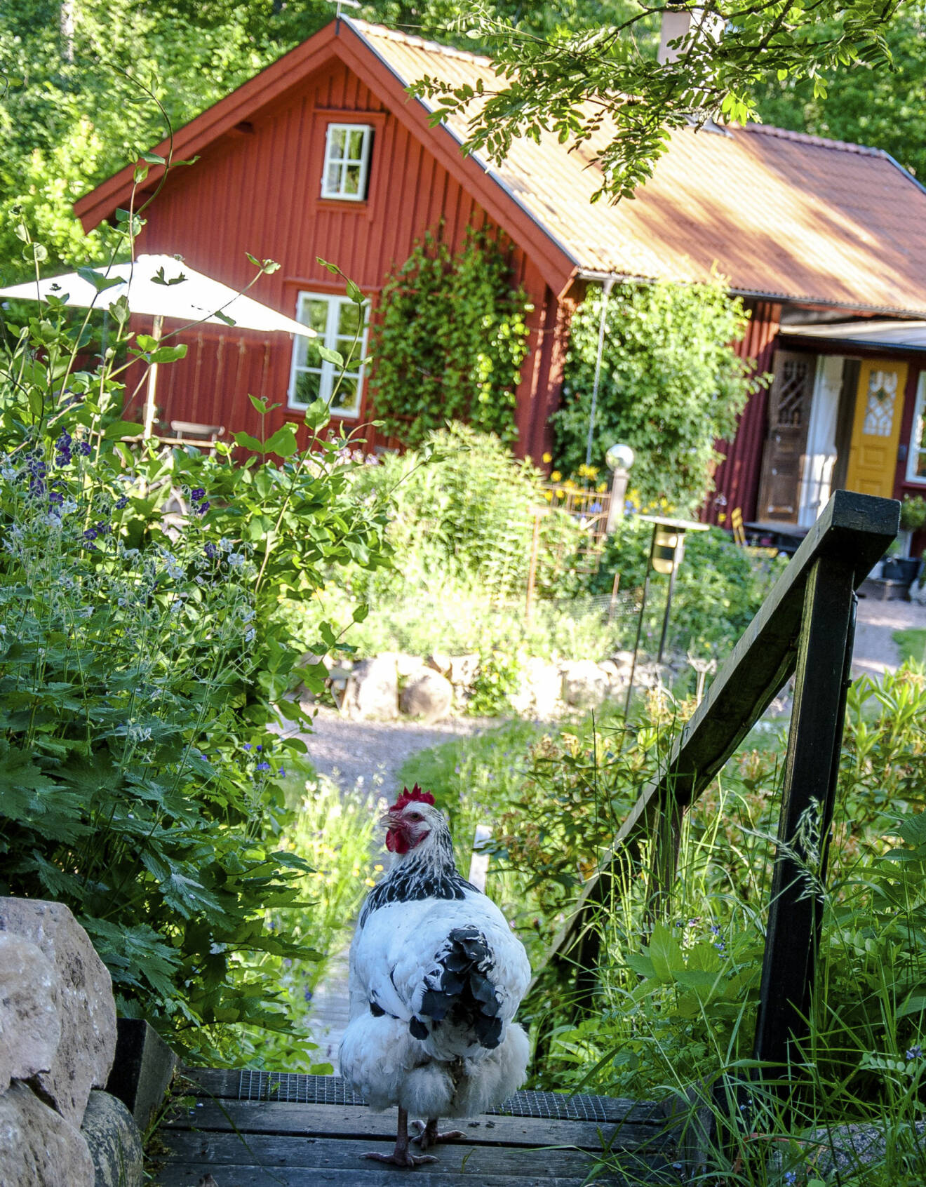 En höna i förgrunden framför Torbjörn och Lottas hus.