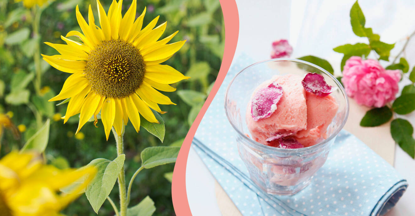 Rosor och solrosor är ätbara blommor som du kan använda i mat och dryck.
