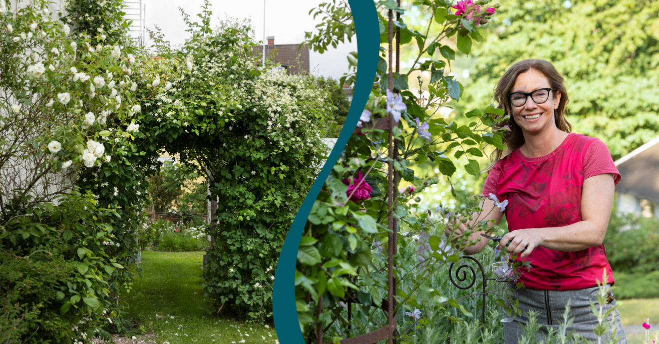 Delad bild. Till vänster: Klematis planterad som en vacker båge. Till höger: Camilla Danielsson beskär klematis i sin trädgård i Göteborg.