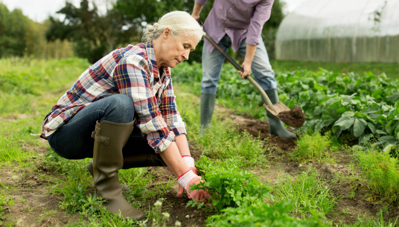 Ett äldre par arbetar i en trädgård.