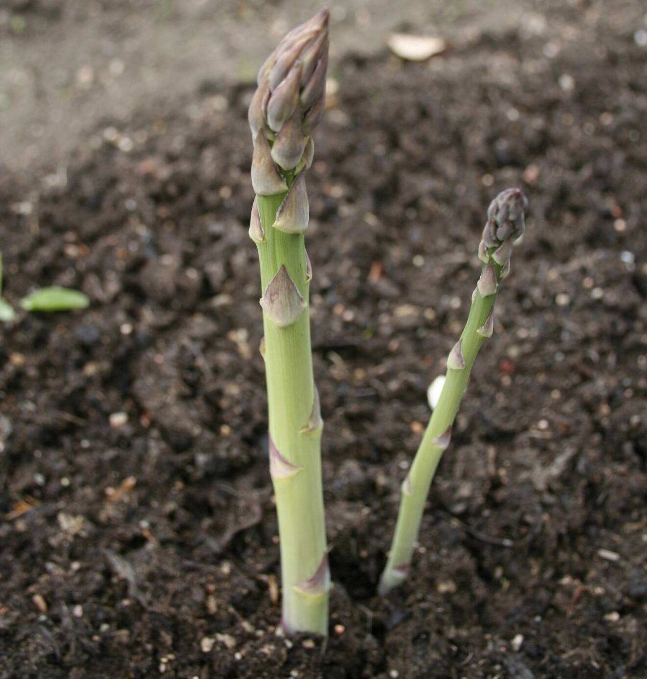 Två sparris växer i grönsakslandet.