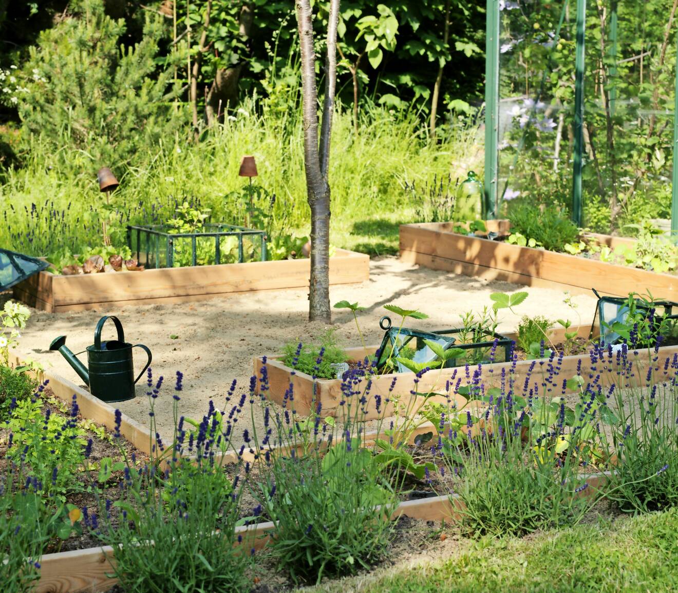 Rama in örtagården med lavendel.