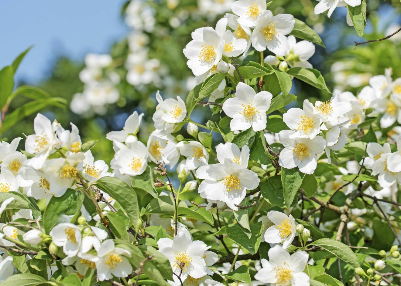 Schersmin är en av många blommande buskar som fungerar utmärkt i norra Sverige.